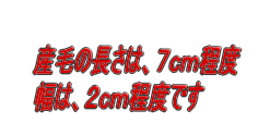 産毛の長さは、７ｃｍ程度 幅は、２ｃｍ程度です　　　 